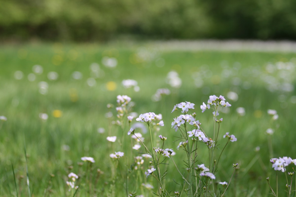 Groene en Blauwe Diensten