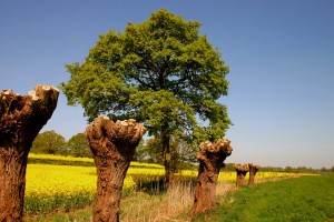 De Groene Poort en Oud Borne