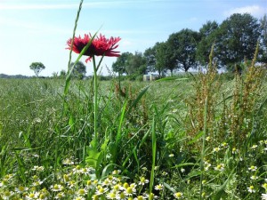 Dolen tussen Kloosters en Kerken